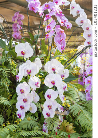 The Close up of beautiful white orchids taken outside in the garden. 103401233