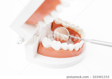A Teeth model with dental mirror on white background A Teeth model with dental mirror on white background 103401333