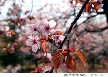 Ezo Yamazakura Ezo Yamazakura 103401723