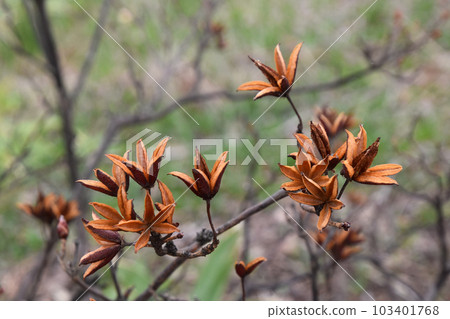 Azalea 103401768