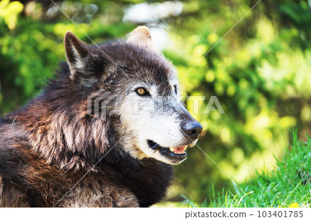 灰狼旭山動物園 灰狼旭山動物園 103401785
