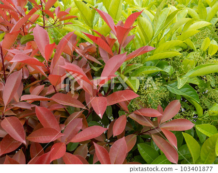 Fresh leaves on the bushes. Natural pattern. Leaves background. Red and green shrubs in the south. Fresh leaves on the bushes. Natural pattern. Leaves background. Red and green shrubs in the south. 103401877