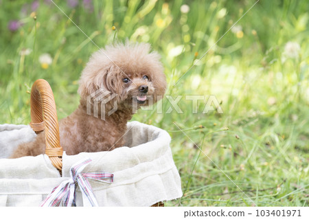 Toy poodle marron in a basket 103401971