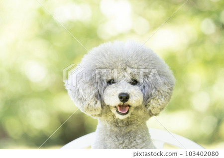 Toy poodle Amul sitting on a chair and smiling 103402080