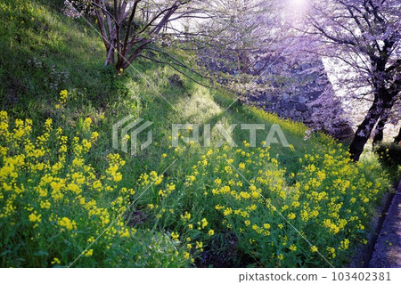 津山城櫻花盛開 津山城櫻花盛開 103402381