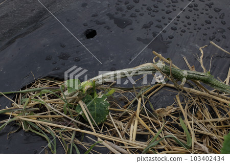 Grafted cucumber hairline Grafted cucumber hairline 103402434
