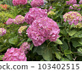  Pink hydrangea 103402515