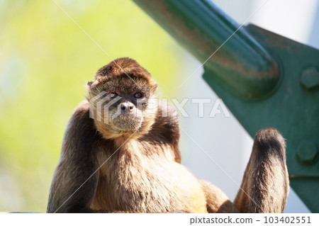 蜘蛛猴 北海道旭山動物園 103402551