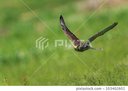 A female kestrel during the breeding season flying very low over a green background 103402601