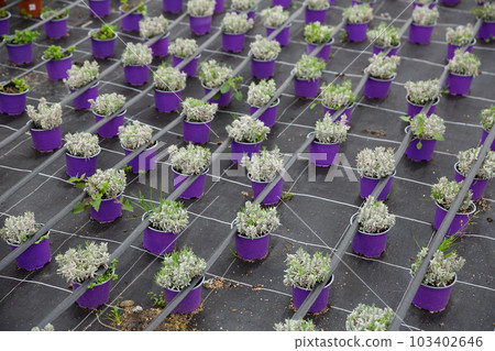 Image of rows of plants in pots in hothouse Image of rows of plants in pots in hothouse 103402646