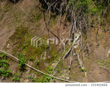 Earth mound and protruding plant roots. Background from earth and plants. Collapsed soil. earthen slope. Earth mound and protruding plant roots. Background from earth and plants. Collapsed soil. earthen slope. 103402668