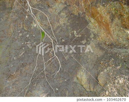 Earth mound and protruding plant roots.  Background from earth and plants. Collapsed soil. earthen slope. Earth mound and protruding plant roots.  Background from earth and plants. Collapsed soil. earthen slope. 103402670