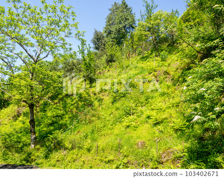 Hill covered with lush grass. Lawn under the sun. Beautiful landscape. Hill covered with lush grass. Lawn under the sun. Beautiful landscape. 103402671