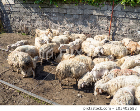 Flock of sheep. Sheep graze in the city. Cattle breeding. 103402688