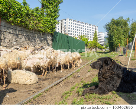Flock of sheep. Sheep graze in the city. Cattle breeding. Shepherds with a flock. Shepherd dog. The dog is watching the herd. 103402690