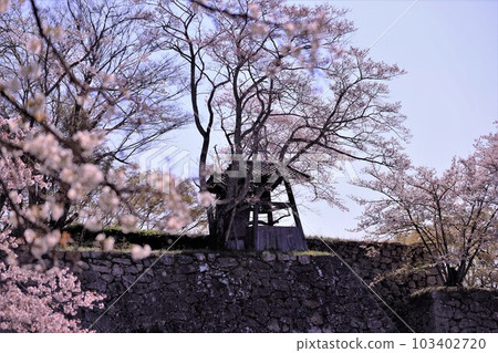 Cherry blossoms blooming at Tsuyama Castle Cherry blossoms blooming at Tsuyama Castle 103402720