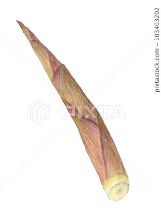 Nemagaritake (Himetake) watercolor pencil illustration Nemagaritake (Himetake) watercolor pencil illustration 103403202