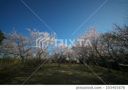 《Okayama Prefecture》 Setonaikai National Park Spring scenery seen at Mt. 《Okayama Prefecture》 Setonaikai National Park Spring scenery seen at Mt. 103403876