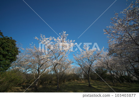 《Okayama Prefecture》 Setonaikai National Park Spring scenery seen at Mt. 《Okayama Prefecture》 Setonaikai National Park Spring scenery seen at Mt. 103403877