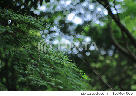大自然中充滿綠色的清爽風景 大自然中充滿綠色的清爽風景 103404000