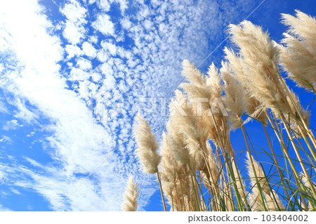 Autumn sky and Pampasgrass Autumn sky and Pampasgrass 103404002