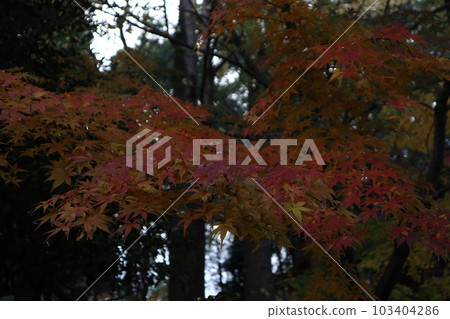 平和之森公園秋葉 平和之森公園秋葉 103404286