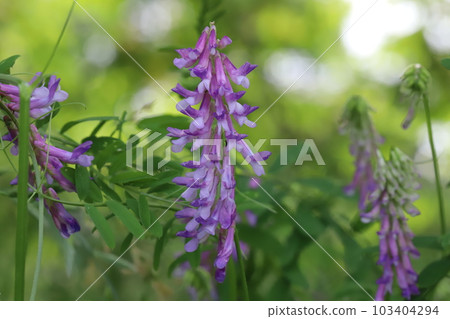 開花在春天公園的長毛的野豌豆紫色花 103404294