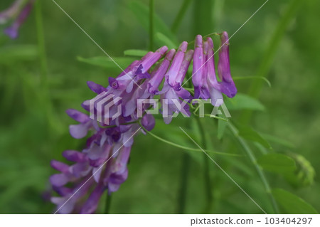 Purple flowers of hairy vetch blooming in the spring park Purple flowers of hairy vetch blooming in the spring park 103404297