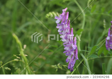 開花在春天公園的長毛的野豌豆紫色花 103404298