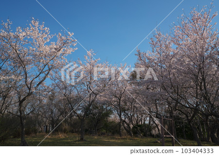 《岡山縣》瀨戶內海國立公園 富士山的春景 《岡山縣》瀨戶內海國立公園 富士山的春景 103404333