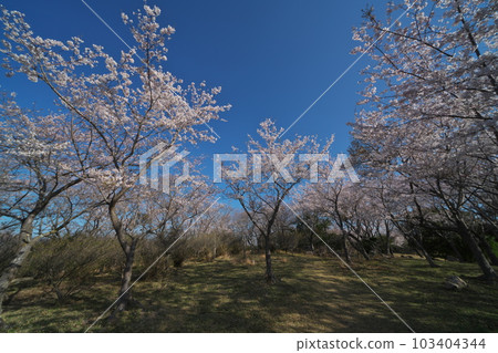 《岡山縣》瀨戶內海國立公園 富士山的春景 《岡山縣》瀨戶內海國立公園 富士山的春景 103404344