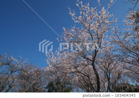 《岡山縣》瀨戶內海國立公園 富士山的春景 103404345