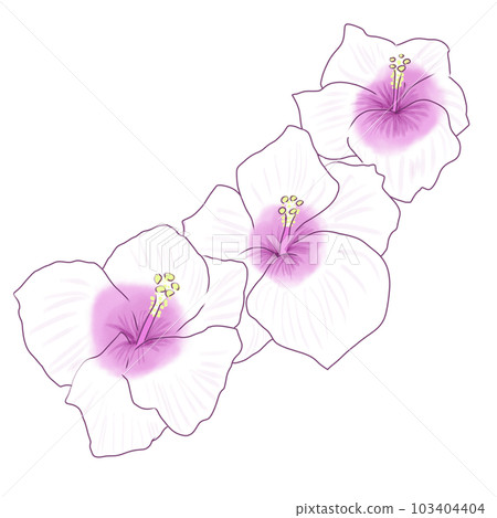 cute pink and white hibiscus 103404404