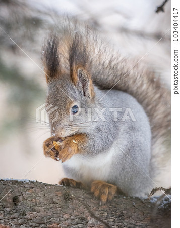 The squirrel with nut sits on tree in the winter or late autumn The squirrel with nut sits on tree in the winter or late autumn 103404417