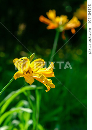 芝麻花 103404508
