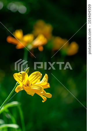 芝麻花 芝麻花 103404509