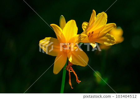 芝麻花 芝麻花 103404512