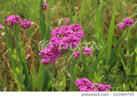 盛開在春天公園的桃紅色鬱金香花 103404754