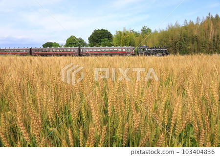Moka Railway "SL Moka-go running in a wheat field" 103404836