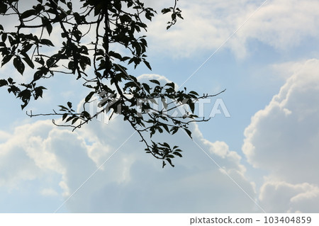 我在三池公園散步 我在三池公園散步 103404859