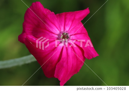 水仙粉紅色的花朵在春天的花園裡綻放 103405028