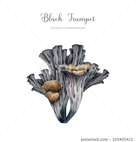 Black trumpet mushroom group. Vintage style watercolor illustration. Hand painted Craterellus cornucopioides fungus. Black chanterelle forest edible mushroom. Isolated on white background Black trumpet mushroom group. Vintage style watercolor illustration. Hand painted Craterellus cornucopioides fungus. Black chanterelle forest edible mushroom. Isolated on white background 103405423