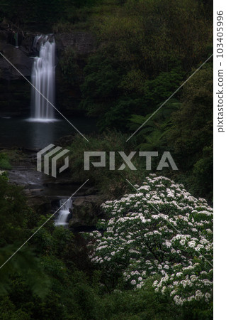 White flowers bloom by the waterfall 103405996