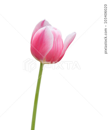 pink tulip flower isolated on white pink tulip flower isolated on white 103406020