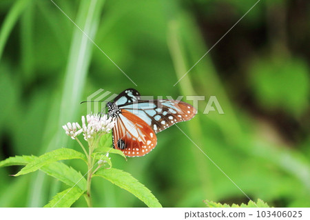 蝴蝶Asagi馬達拉 103406025