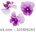紫色三色紫羅蘭花 103406265