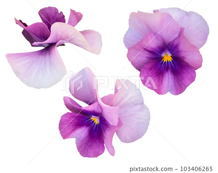 紫色三色紫羅蘭花 103406265