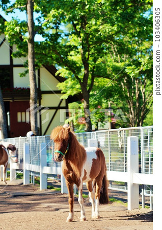 北海道的馬與自然主題公園“北馬公園”的景觀 103406305