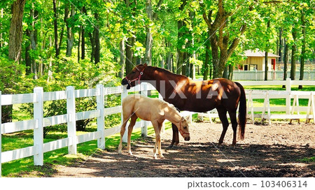 Landscape of Hokkaido's horse and nature theme park "Northern Horse Park" Landscape of Hokkaido's horse and nature theme park "Northern Horse Park" 103406314