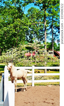 北海道的馬與自然主題公園“北馬公園”的景觀 103406322